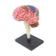 thumbnail image 2 of Modelo de cerebro humano 4D desmontado, modelo anatómico, figura de escritorio para el aprendizaje de neurociencias y biología de los estudiantes, 2 of 9