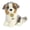 Multicolor, variant on Aurora - Medium Multicolor Miyoni Tots - 9.5" Australian Shepherd Pup - Adorable Stuffed Animal