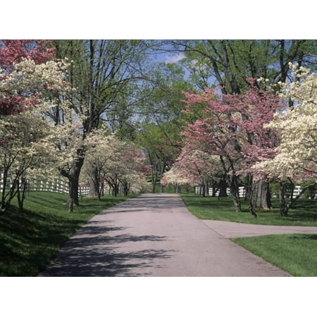 Pink And White Dogwood Trees In Bloom Along A Fenced Road Lexington Kentucky Usa Print Wall Art By Adam Jones Pink And White Dogwood Trees In Bloom Along A Fenced Road Lexington Kentucky Usa Print Wall Art By Adam Jones