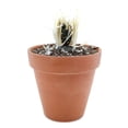 thumbnail image 2 of Paper Spine Cactus, Tephrocactus Articulatus Succulent - 2 inch + Clay Pot, 2 of 2