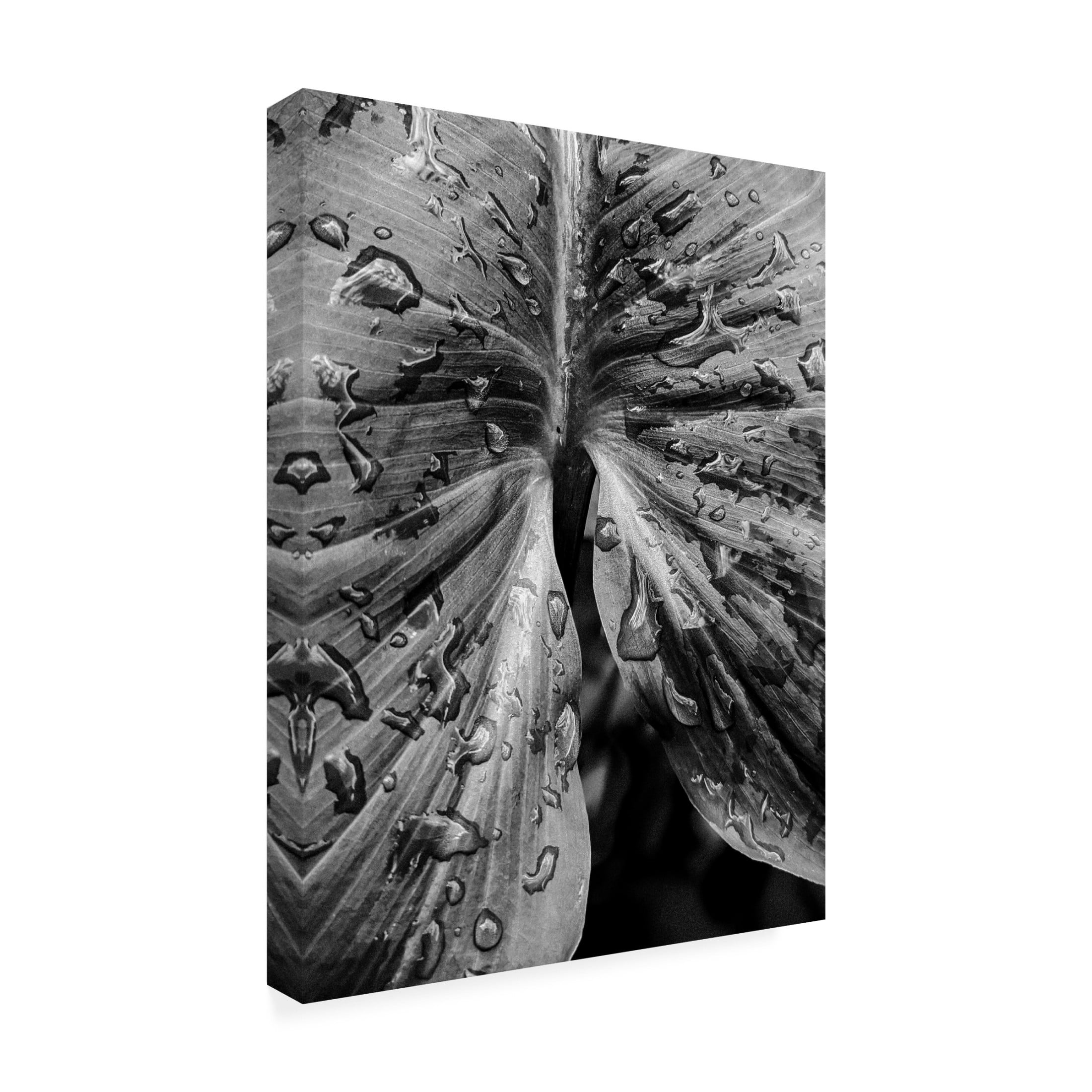 Trademark Fine Art Elizabeth Allen Leafy Looks Canvas Wall Art