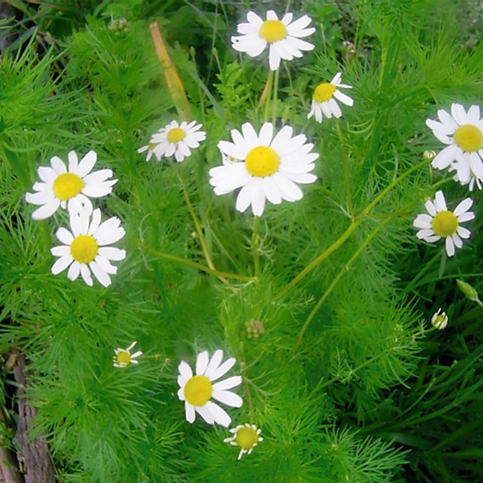 German Chamomile Herb Garden Seeds 4 Oz NonGMO