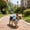 Blue, variant on Adjustable Dog Harness Vest with Leash, No-Pull Pet Harness for Small to Medium Dogs and Cats, Breathable Mesh Puppy Harness for Walking and Travel
