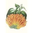 thumbnail image 2 of Paxton  13x18 White Modern Wood Framed Museum Art Print Titled - Paxton Tropicals VII, 2 of 4