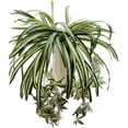 thumbnail image 3 of Morttic 3 Sets Artificial Bracketplant chlorophytum Silk Spider Flowers Bonsai Wall Hanging Plants for Home Decor, 3 of 7