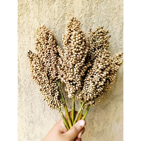 50 TOP 76-6 SORGHUM Bicolor Syrup Flour Grain Vegetable Seeds
