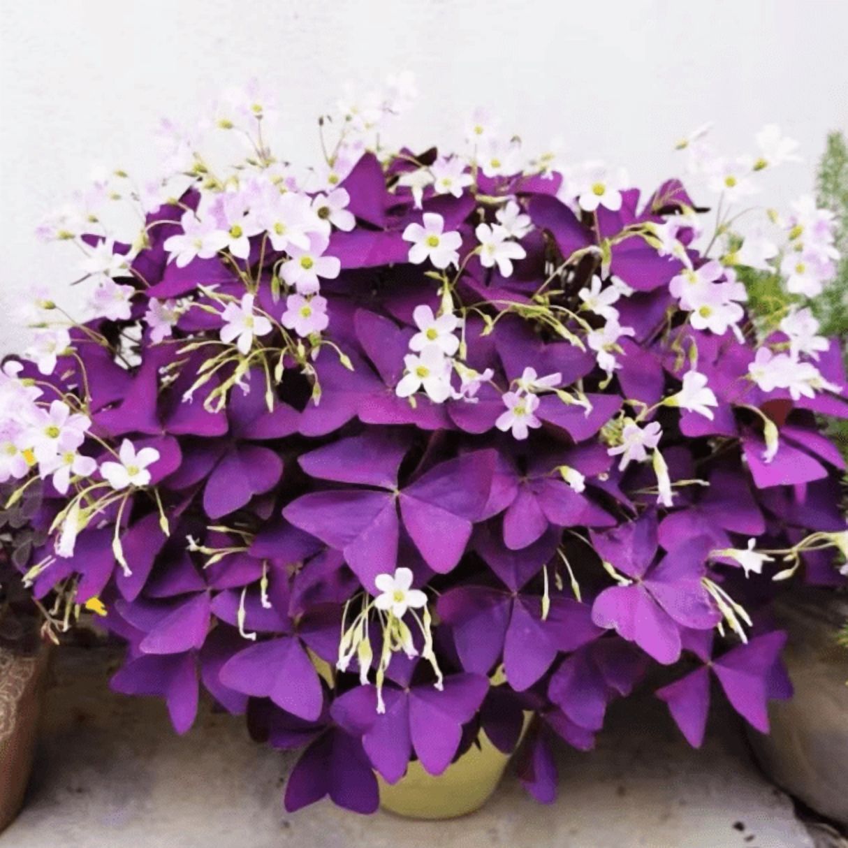 Oxalis Ebony Darker Purple Plant Live for Planting, Purple Shamrock Plant for Indoor Outdoor Garden 4 to 6 Inch Tall
