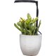 thumbnail image 1 of AeroGarden Stem Grow Light para plantas de interior Cultive plantas vivas en cualquier lugar del hogar Modos de luz ajustables Negro (solo luz), 1 of 1