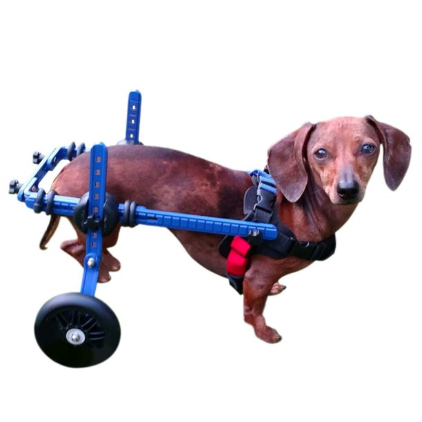 Blue Dachshund Dog Wheelchair for Small Dogs 1125 Pounds