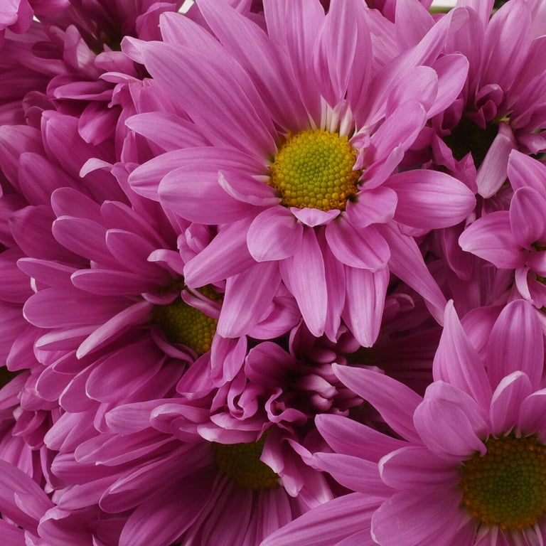 Pink Daisies - Farm Direct Fresh Cut Flowers - 60 Stems 