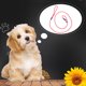 thumbnail image 1 of GAXIRE Correa Y Collar De Nylon Ajustable Para Perros Con Cuerda Duradera, 1 of 6