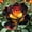 D, variant on Rainbow Rose Rhizome-Rose Roots,Low Maintenance, Easy‑Grow for Garden Beds,Borders,Plant Pots & Planters