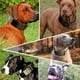 thumbnail image 3 of Collar para perro de tamaño grande, collar tipo pitbull de nailon resistente y grueso, 3 of 5