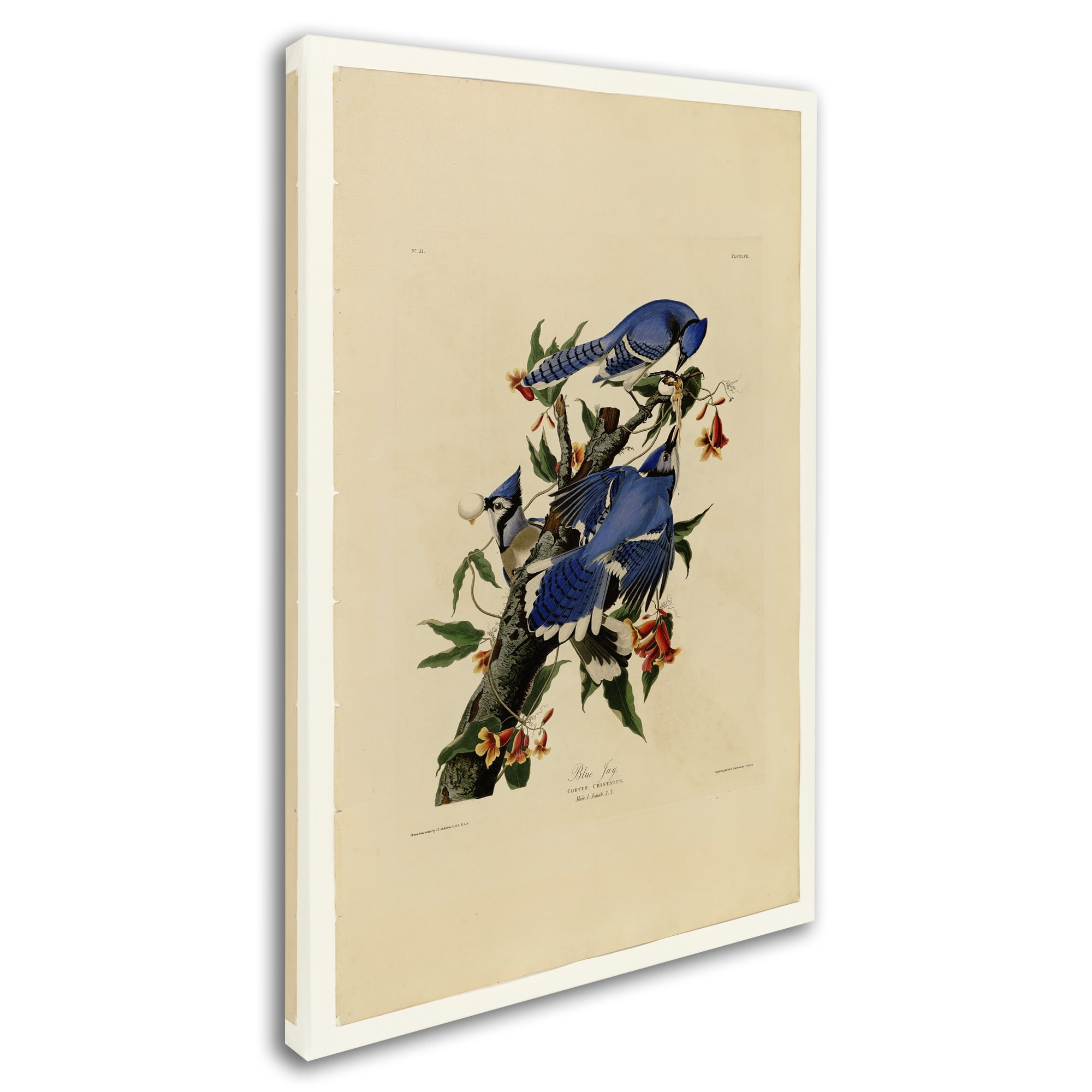 Audubon 'Blue Jayplate 102' Canvas Art