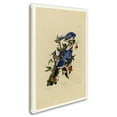 thumbnail image 2 of Audubon 'Blue Jayplate 102' Canvas Art, 2 of 3
