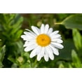 thumbnail image 5 of 1000 DWARF White SHASTA DAISY Chrysanthemum Maximum Flower Seeds, 5 of 7
