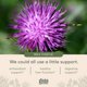 thumbnail image 5 of Suplemento Gaia Herbs Milk Thistle Liver 60 cápsulas veganas, 5 of 9