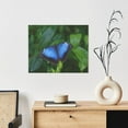 thumbnail image 6 of Zufioo Blue Morpho butterfly Print Canvas Decorative Painting with Solid Wood Frame Art Decoration, Suitable for Home and Office Wall Decoration, 6 of 6