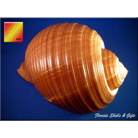 Florida Shells and Gifts Large Tonna Olearia Seashell Coastal Decorating (7") Art Crafts