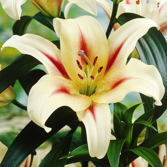 Lavon Orienpet Lilies Flower Bulbs - 3 Lily Bulbs per Pack - Pleasantly Scented - Attracts Butterflies and Hummingbirds - Good as Cut Flowers - Grows Well In Containers - Perennializing Garden