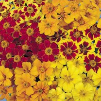 Outsidepride Tagetes Patula Disco French Marigold Flower Seed Mix - 400 Seeds