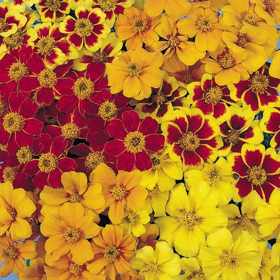 Outsidepride Tagetes Patula Disco French Marigold Flower Seed Mix - 400 Seeds