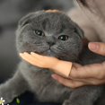 thumbnail image 2 of Human Fake Hand Cat Interactive Toys Portable Tiny Hands Flat Hand Style Durable, 2 of 5