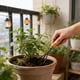 thumbnail image 4 of Pala de Jardinería Qazbgdl para Flores y Verduras | Hoja de Acero con Mango de Madera | Paleta de Mano Ligera para Jardineras | 1 Paquete, 4 of 6