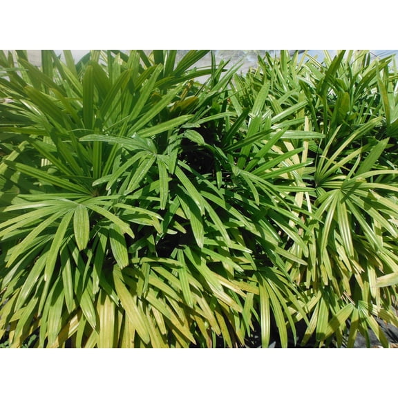 Lady Palm-Rhapis excelsa-Indoor Air Purifier  10" Pot