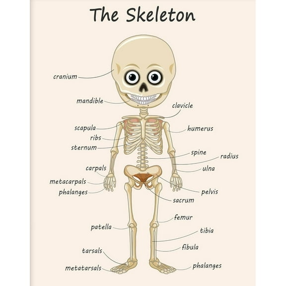 The Skeleton Poster - Human Skeleton Print  Science Art - Gift for Students & Teacher Fun Decor for Classroom, Library or Nursery