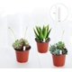 thumbnail image 3 of JERIA Paquete de 100 macetas de plástico para vivero de plantas de 4 pulgadas vienen con 100 etiquetas para plantas, contenedor para plantas de flores y macetas para iniciar semillas, 3 of 7