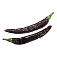 thumbnail image 5 of 50 Seeds PASILLA BAJIO PEPPER Mexican Chile Capsicum Annuum Vegetable Seeds, 5 of 8