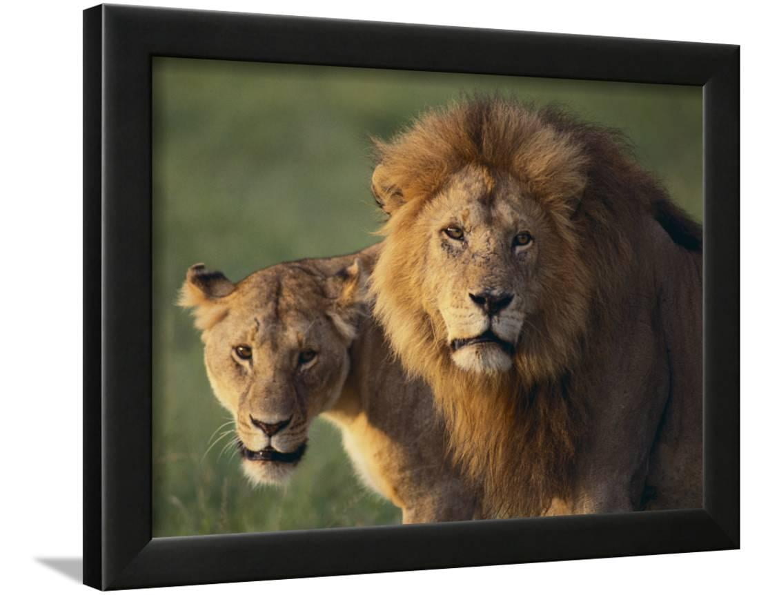 Lion And Lioness Framed Print Wall Art By Dlillc Com