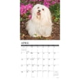 thumbnail image 2 of Just Havanese 2024 12 X 12 Wall Calendar (Calendar), 2 of 3