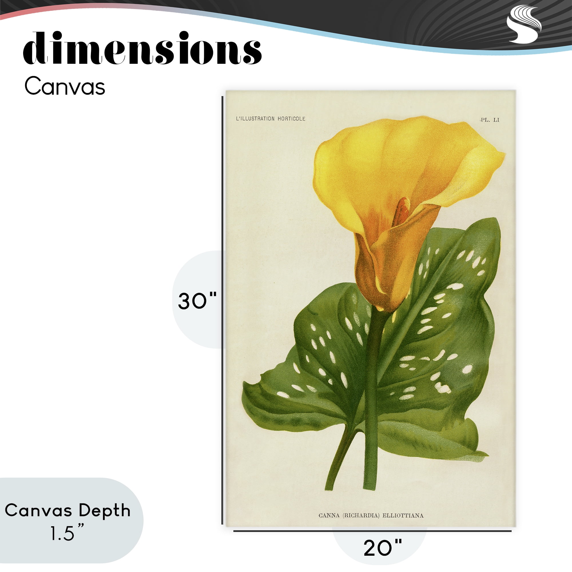 Stupell Industries Yellow Canna Lily Canvas Wall Art, design by Print Collection