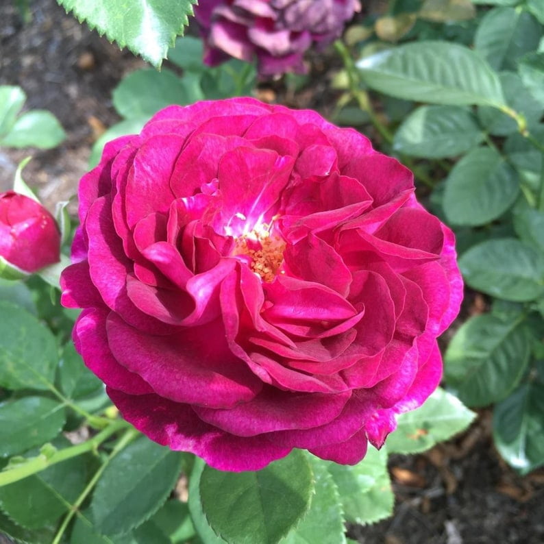 30 Grandiflora Rose Seeds, Perennial Flower Mix, for Late Winter to Early Spring Planting
