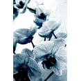 thumbnail image 2 of Kimberly, Allen 11x14 White Modern Wood Framed Museum Art Print Titled - Climbing Orchids, 2 of 4
