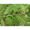 thumbnail image 2 of Tropical Seeds -Shami Khari -10 Seeds Per Pack- Prosopis cineraria, 2 of 5