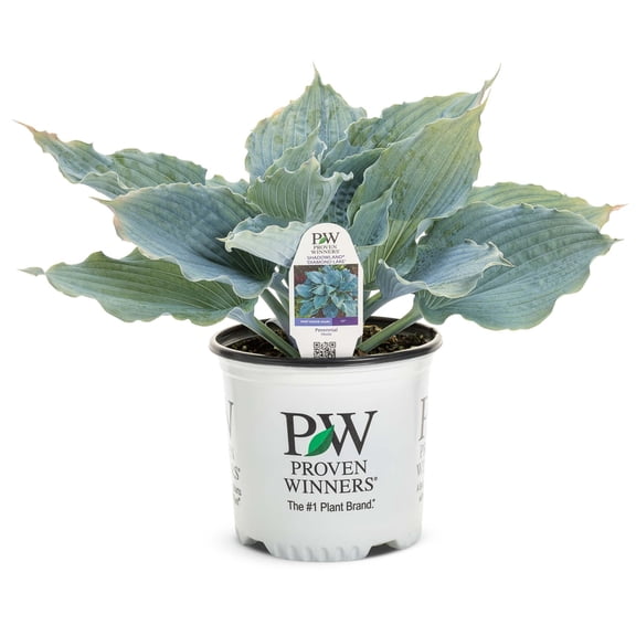Proven Winners 6" Blue Shadowland 'Diamond Lake' Hosta Live Plant in 6.5" Pot