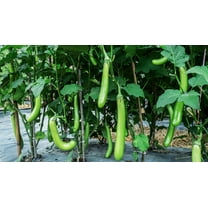 25 Seeds Louisiana LONG GREEN EGGPLANT Solanum Melongena Fruit Vegetable Seeds