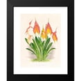 thumbnail image 2 of Jean Jules Linden 15x18 Black Modern Framed Museum Art Print Titled - Masdevallia Veitchiana (1885-1906), 2 of 5