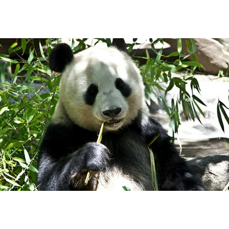 Framed Art for Your Wall Wild Bear Zoo Zoology Wildlife Panda Animal 10x13 Frame