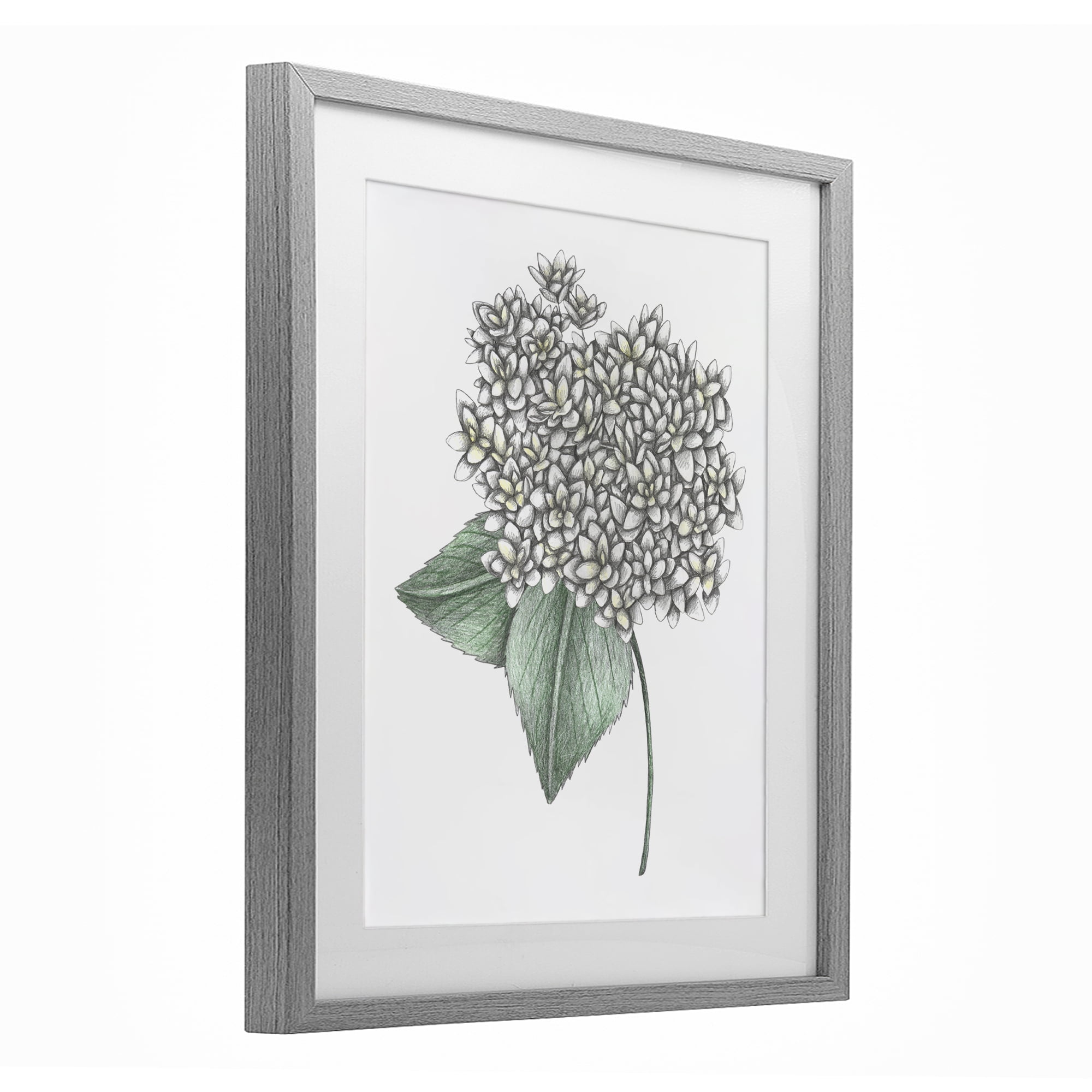 White Hydrangea Sketch Blossom Gray Framed Print Under Glass, design by Cecilia Battaini
