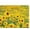 M02-005, variant on Sunflower Gaming Mousepad Amazing and Beautiful Sunflower Mouse Pad Mouse Mat for Computer Desk Laptop Office 9.5 X 7.9 Inch Non-Slip Rubber