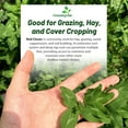 thumbnail image 7 of Outsidepride Perennial Red Clover Seeds - 1/4 lbs. Self-Seeding, Nitrocoated, Inoculated Clover Seeds for Lawn, Yard, Forage, Pasture, Hay, Nitrogen Fixation, Soil Improvement & Crop Rotation Program, 7 of 7