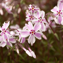 25 Candy Stripe Creeping Phlox Seeds