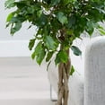 thumbnail image 5 of Ficus Benjamina Weeping Fig Standard - Live Plant in a 10 Inch Pot - Ficus Benjamina - Beautiful Ornamental Interior Tree, 5 of 5