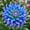 P, variant on 1000 Dahlia seeds-Low Maintenance,for Garden Ideal,for Beds Borders Plant Pots & Planters
