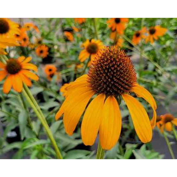 Tiki Torch Coneflower 1gal - Perennial