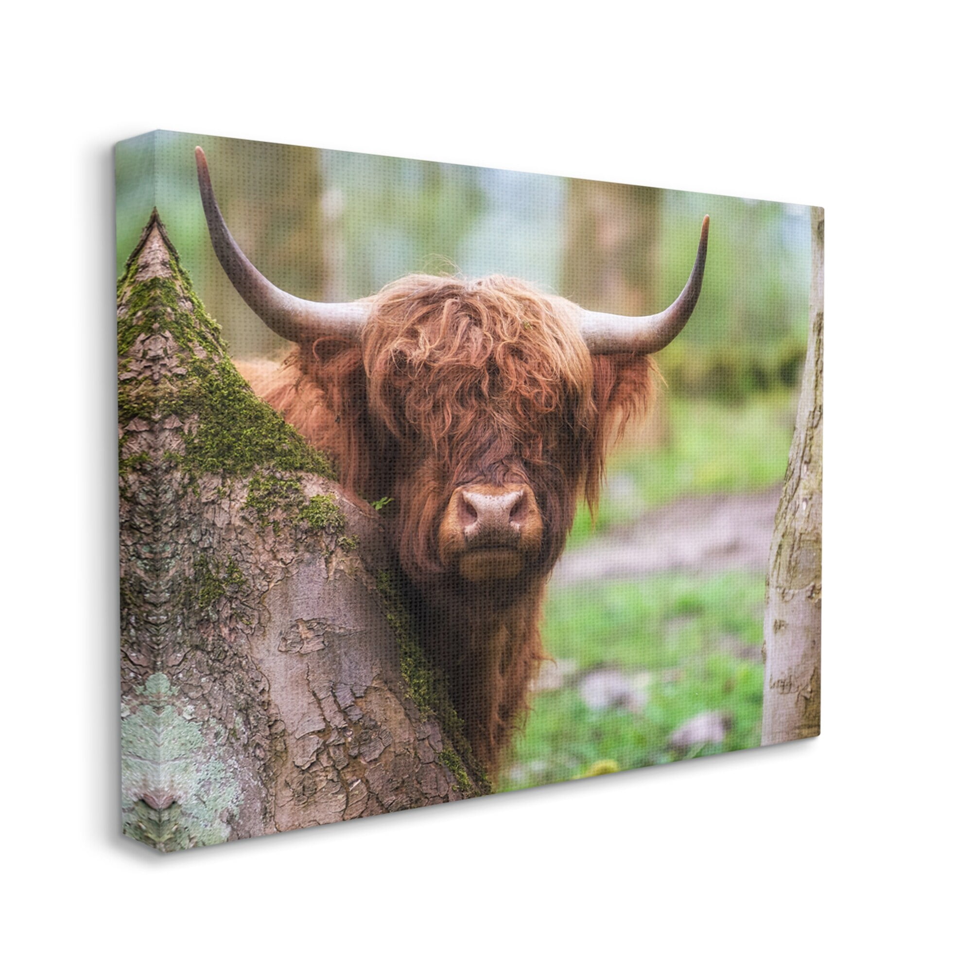 Stupell Industries Highland Cattle Peering Between Trees Lush Nature Scene Photograph Gallery Wrapped Canvas Print Wall Art, Design by James Dobson